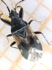 Taphropeltus hamulatus