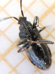 Taphropeltus hamulatus