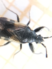 Taphropeltus hamulatus