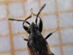 Taphropeltus hamulatus