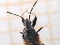 Taphropeltus hamulatus