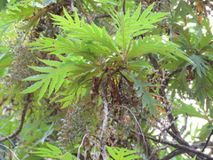Bocconia arborea