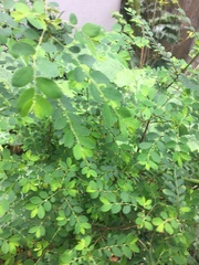 Phyllanthus cochinchinensis