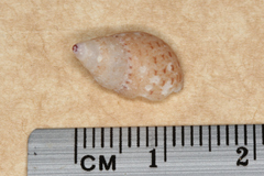 Phasianellidae