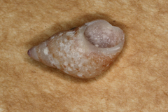 Phasianellidae