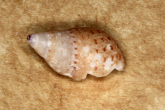 Phasianellidae