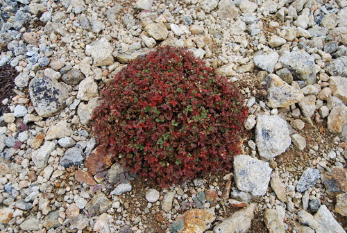 Image of Potentilla elegans by (c) Maria Khoreva, some rights reserved (CC BY)
