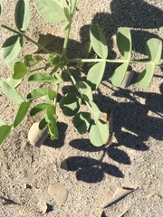 Astragalus crotalariae