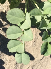 Astragalus crotalariae