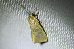 Heliocheilus