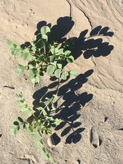 Astragalus crotalariae