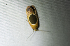 Hoplomorpha abalienella