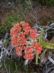 Crassula perfoliata