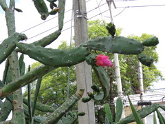 Opuntia dejecta