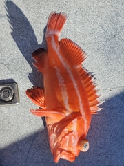 Sebastes ruberrimus