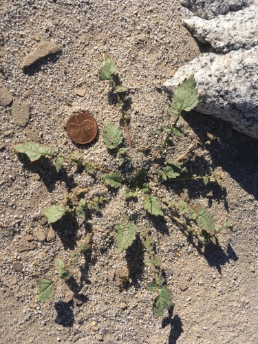 Chylismia claviformis (Chylismia claviformis)