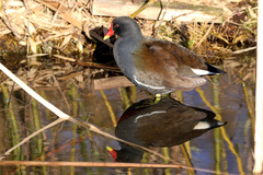Gallinula chloropus