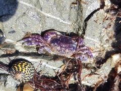 Cyclograpsus granulosus