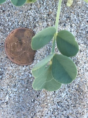 Astragalus crotalariae