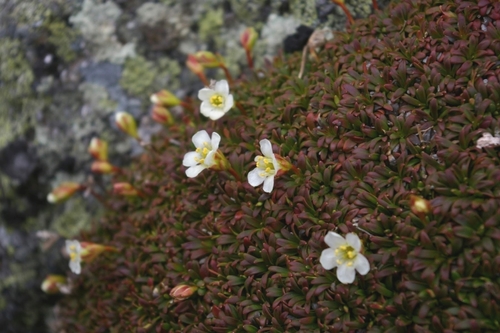 Diapensia lapponica legacy iNaturalist observation