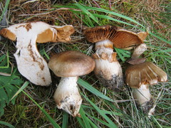Cortinarius torvus