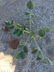 Astragalus crotalariae