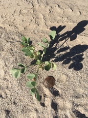Astragalus crotalariae