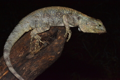 Acanthocercus gregorii