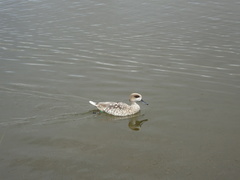 Marmaronetta angustirostris