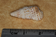 Clypeomorus batillariaeformis