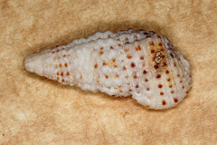 Clypeomorus batillariaeformis