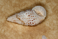 Clypeomorus batillariaeformis