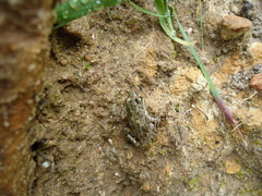 Pelodytes hespericus