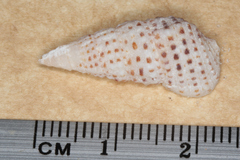 Clypeomorus batillariaeformis