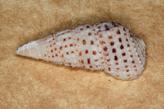 Clypeomorus batillariaeformis