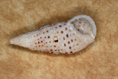 Clypeomorus batillariaeformis