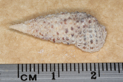 Clypeomorus batillariaeformis