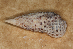 Clypeomorus batillariaeformis