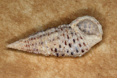 Clypeomorus batillariaeformis