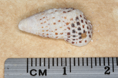 Clypeomorus batillariaeformis