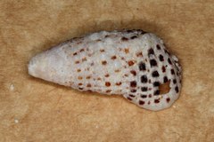 Clypeomorus batillariaeformis