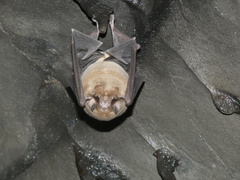 Mormoops megalophylla