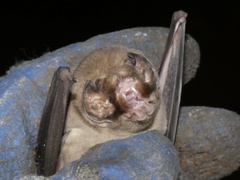 Mormoops megalophylla