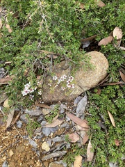 Leptospermum rupestre