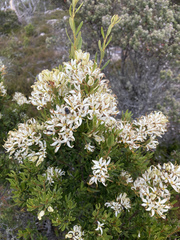 Lomatia polymorpha