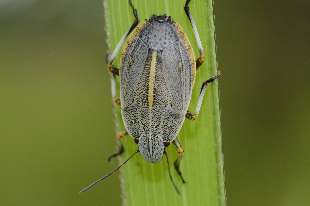 Dymantis