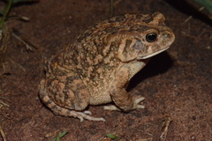 Sclerophrys gutturalis