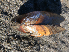 Anodonta nuttalliana