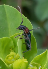 Cartallum ebulinum