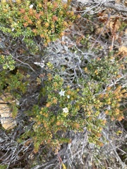 Epacris serpyllifolia